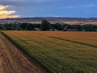Frank Farm