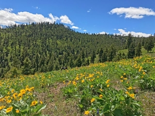 Dry Gulch