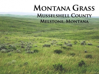 Montana Grass