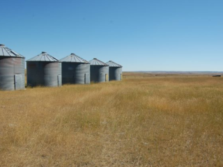 Dryland Pasture in NW Richland & NE McCone County