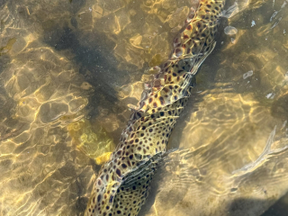 North Fork Of The Smith River 80