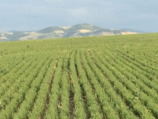 Highwood Farmland Parcels