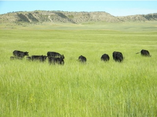 Open Spear Ranch