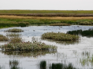 Montana Pintail Flatt Grazing Unit Wetlands