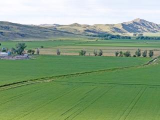 Silver Tip Farms