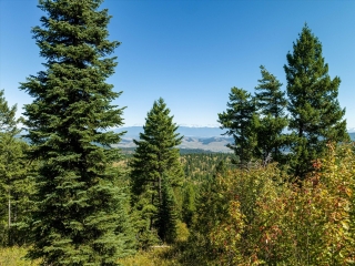 Lone Elk Trail