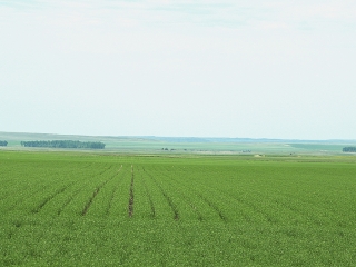 Map of Schnitzler Farm: 13484 acres Froid