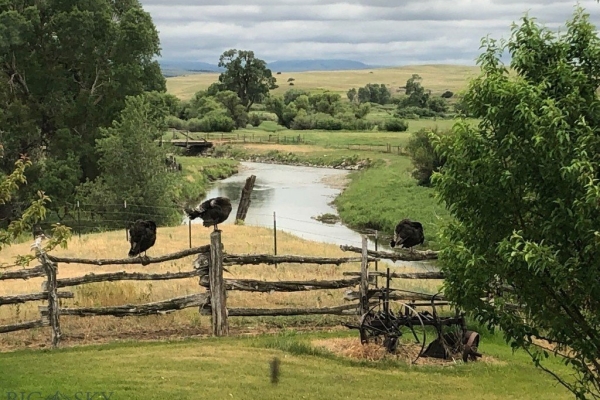 The Windsong Ranch
