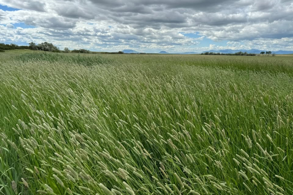Map of Bird Hunting Paradise: 420 acres East of Fort Benton