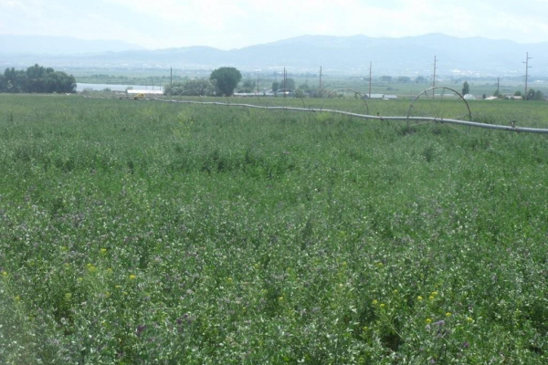 Map of 5820 Ferry Drive: 30 acres NE of Helena