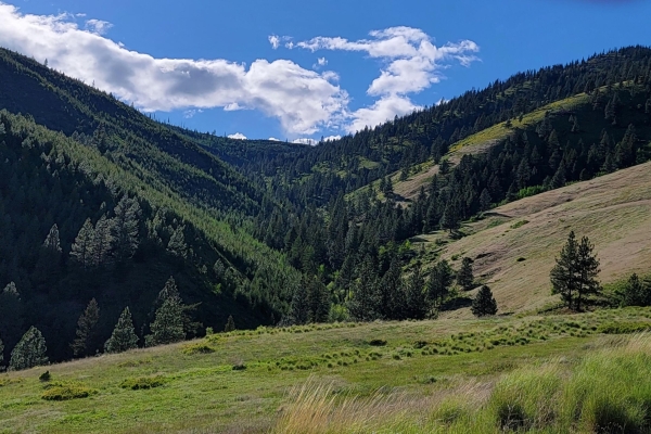 Mclaughlin Creek Road