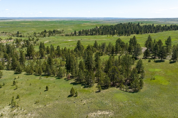 Pine Tracks Ranch