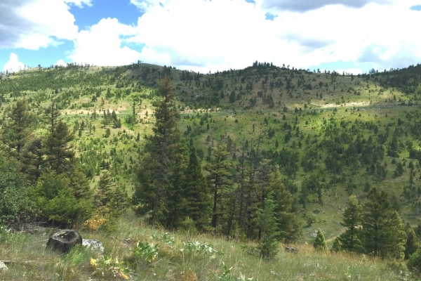 Wallace Creek