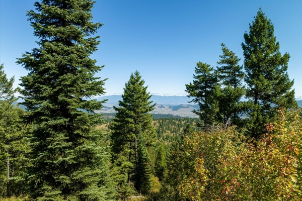 Map of Lone Elk Trail: 310 acres West of Kila